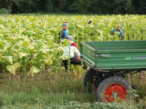 Costeo Agrícola-TABACO